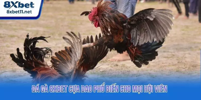 Đá gà 8XBET cựa dao phổ biến cho mọi hội viên