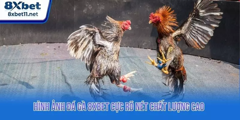 Hình ảnh đá gà 8XBET cực rõ nét chất lượng cao