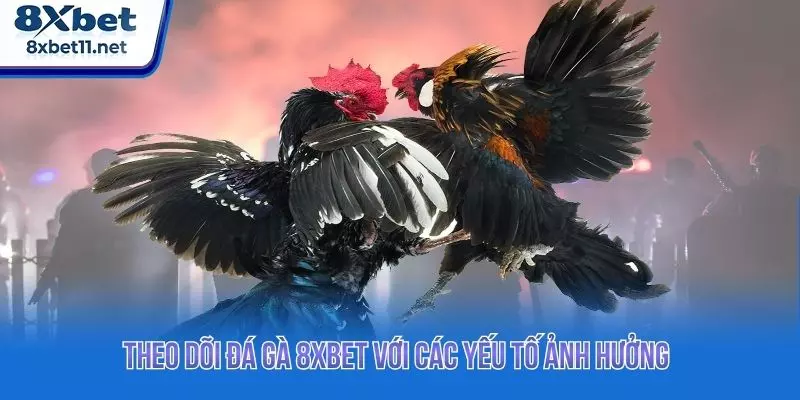 Theo dõi đá gà 8XBET với các yếu tố ảnh hưởng