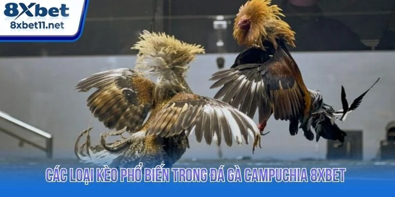 Đá Gà Campuchia 8XBET - Xem Trực Tiếp Với Tỷ Lệ Cao 3 Tổng hợp các kèo cược phổ biến tại 8XBET
