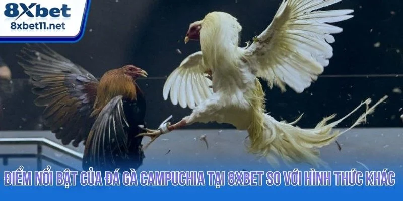 Đá Gà Campuchia 8XBET - Xem Trực Tiếp Với Tỷ Lệ Cao 2 Đá gà Campuchia ngày càng được người chơi ưa chuộng