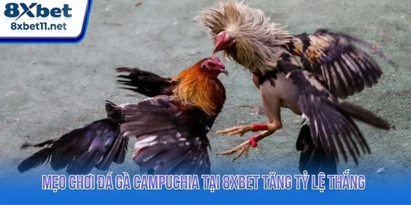 Đá Gà Campuchia 8XBET - Xem Trực Tiếp Với Tỷ Lệ Cao 4 Người chơi cần kết hợp quan sát, phân tích và quản lý vốn hợp lý