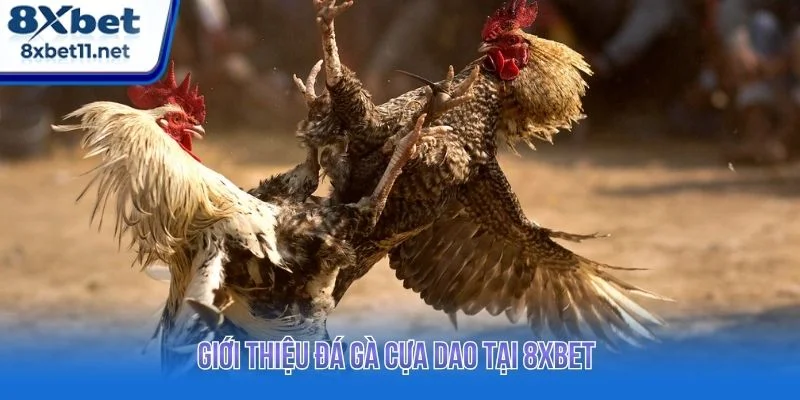 Đá gà cựa dao là một trong những hình thức giải trí có tính kịch tính cao