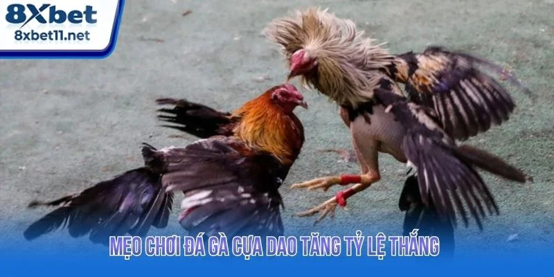 Tổng hợp mẹo chơi đá gà hiệu quả