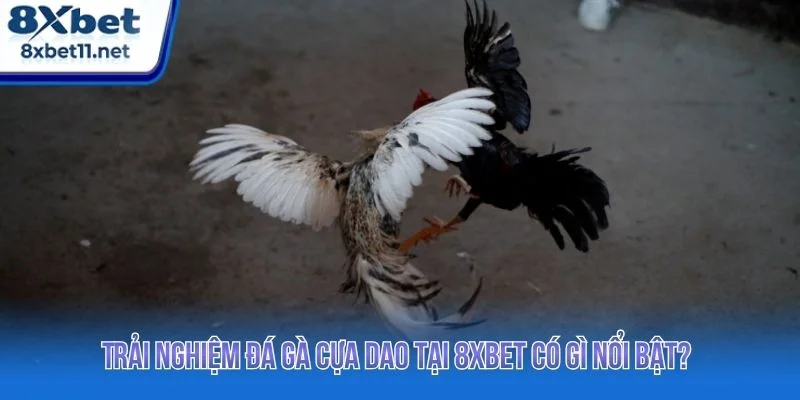 8XBET mang đến trải nghiệm đá gà cựa dao chuyên nghiệp