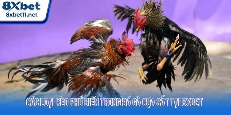 Tổng hợp các loại kèo phổ biến tại đá gà 8XBET
