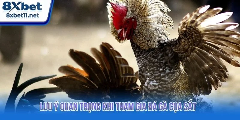 Tổng hợp những lưu ý quan trọng khi tham gia cược
