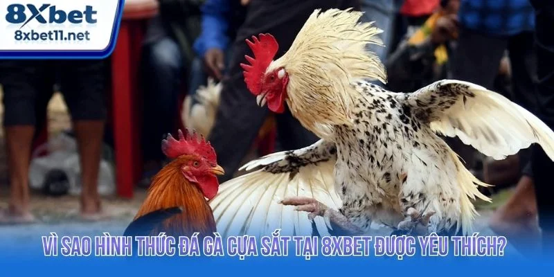 Đá gà cựa sắt thu hút đông đảo người chơi nhờ trải nghiệm chân thực