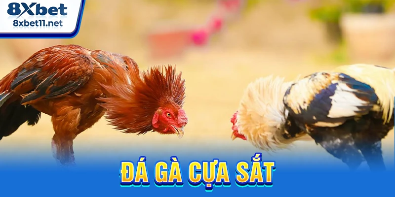 đá gà cựa sắt