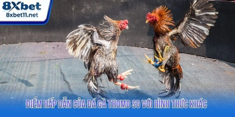 Đá Gà Thomo 8XBET - Trực Tiếp Full HD Đầy Kịch Tính 2 Đá gà Thomo 8XBET là hình thức giải trí sở hữu nhiều điểm nổi bật