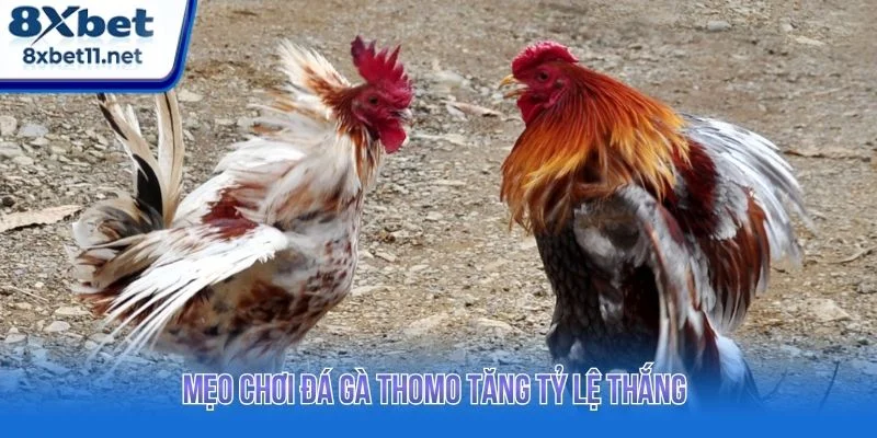 Đá Gà Thomo 8XBET - Trực Tiếp Full HD Đầy Kịch Tính 4 Tham khảo các mẹo chơi hiệu quả