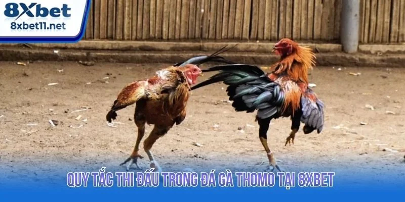 Đá Gà Thomo 8XBET - Trực Tiếp Full HD Đầy Kịch Tính 3 Hệ thống 8XBET xây dựng quy trình thi đấu theo tiêu chuẩn rõ ràng