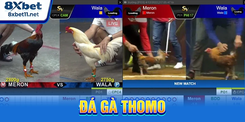 Đá Gà Thomo 8XBET - Trực Tiếp Full HD Đầy Kịch Tính 1 Đá gà Thomo